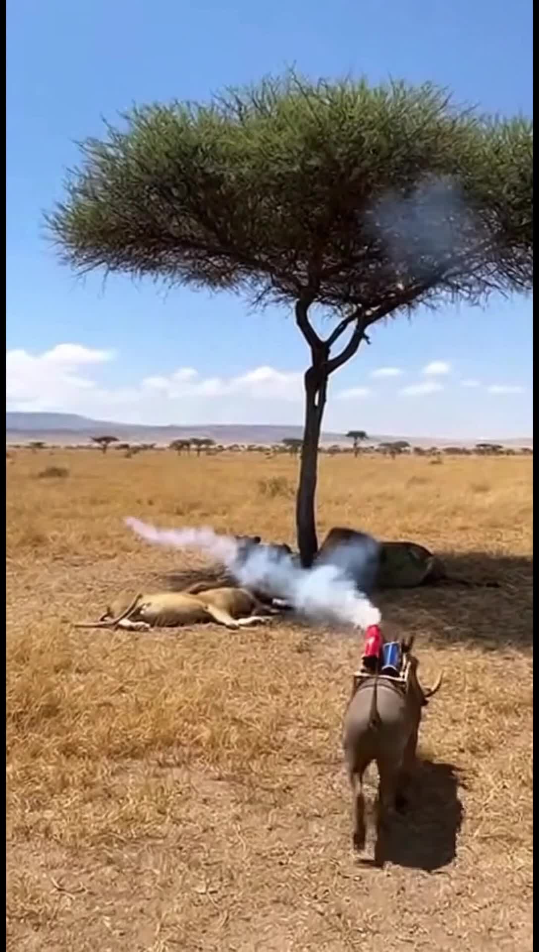 Warthog and lions