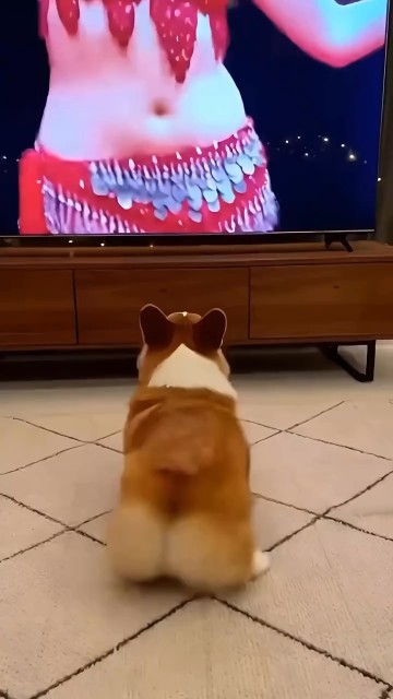 Puppy the belly dancer