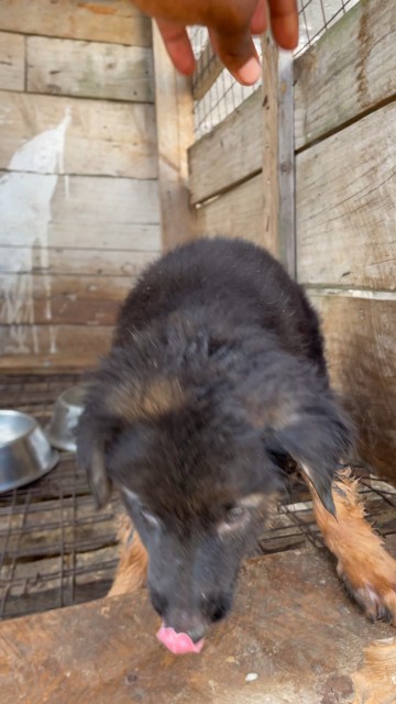 German shepherd medium coat Female