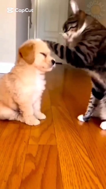 Meow you doin’? 😽