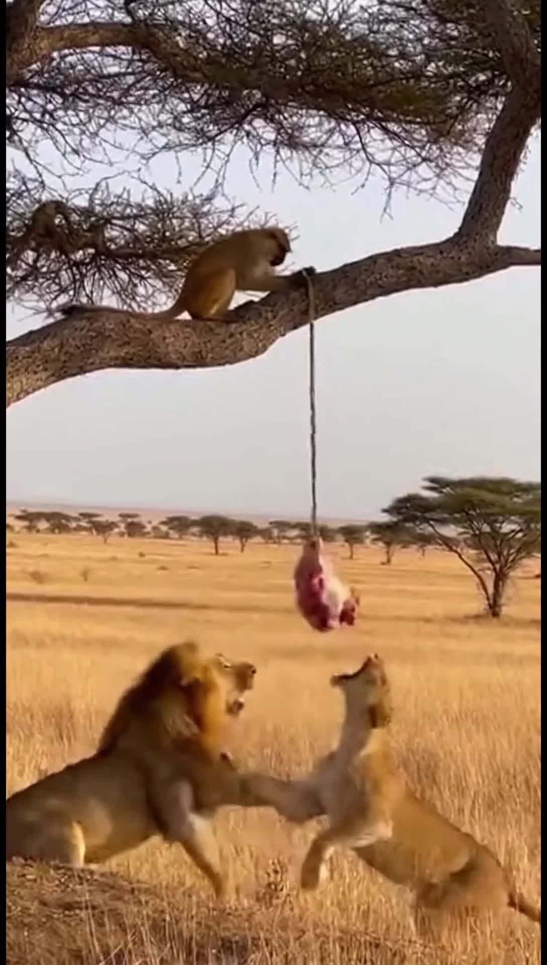 A moment in wildlife life with monkey and lions