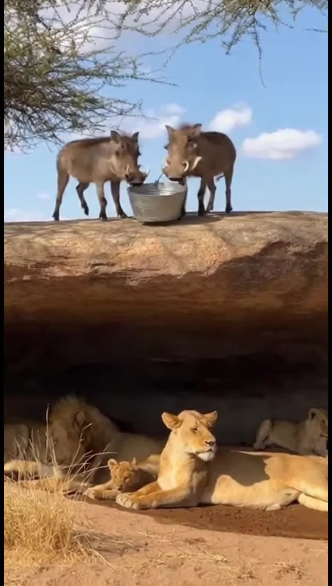 The warthogs and lions