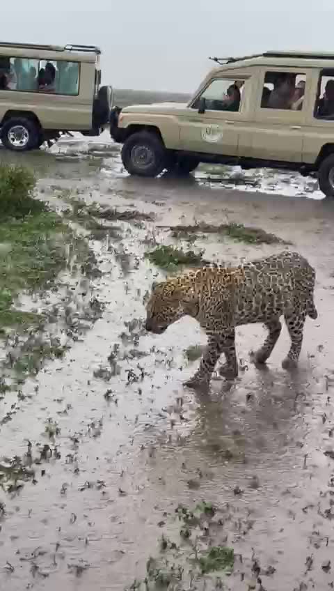 Rain with Big Cat in a wild Savannah