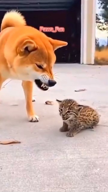 Cat: I sleep Dog: we riot