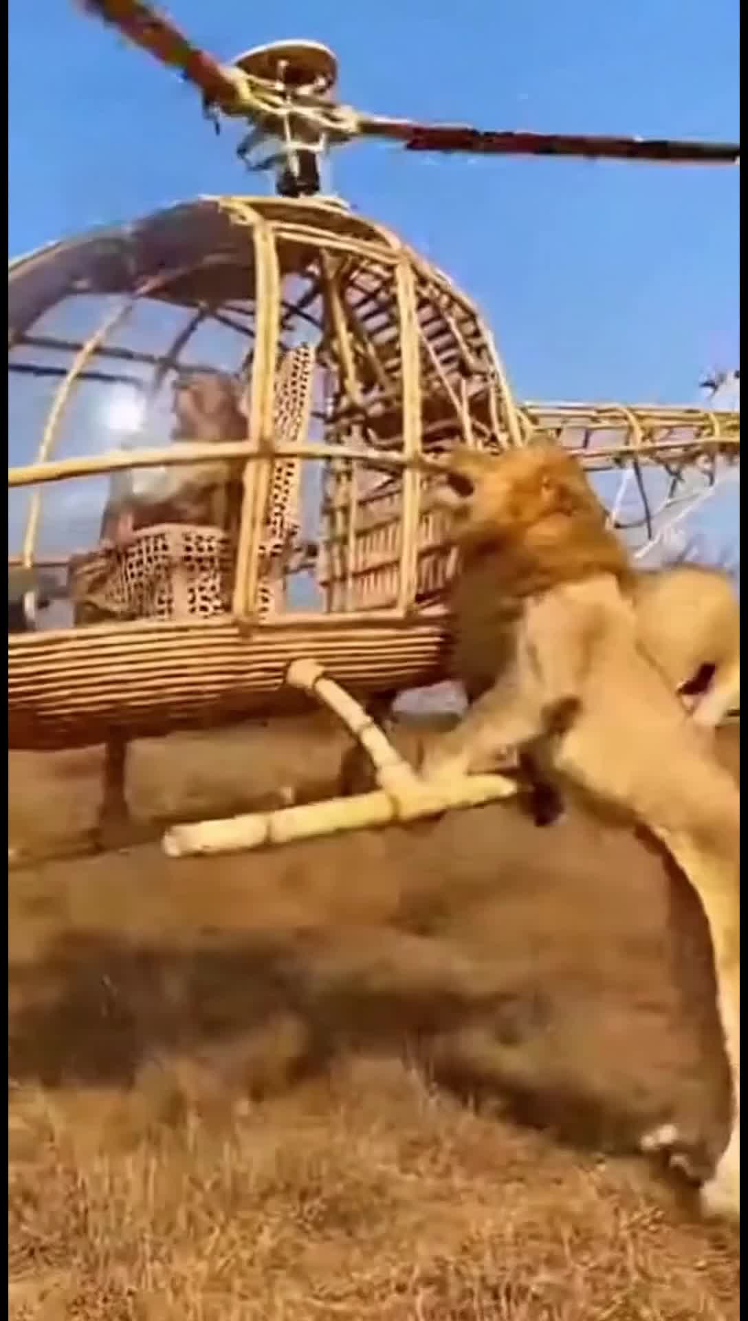 The lions want to fly