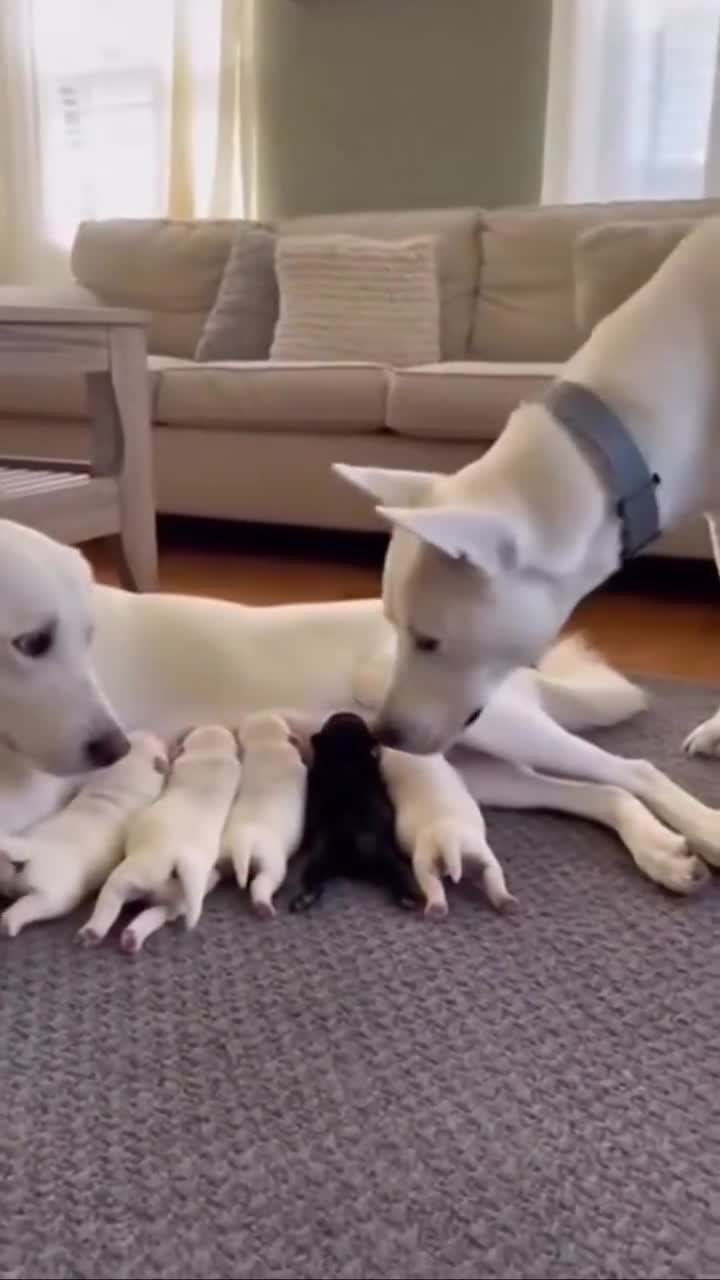 Leave my babe, you no wan hear