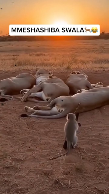 Kazi kulala🤣🤣🤣🤣