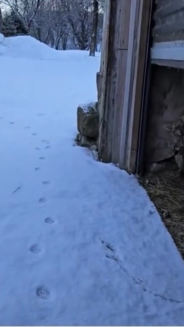 enjoy these ducks changing their minds..