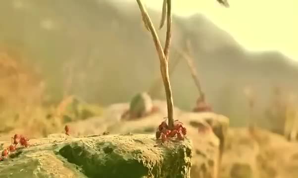 Funny clip yani paka muache iyo tabia