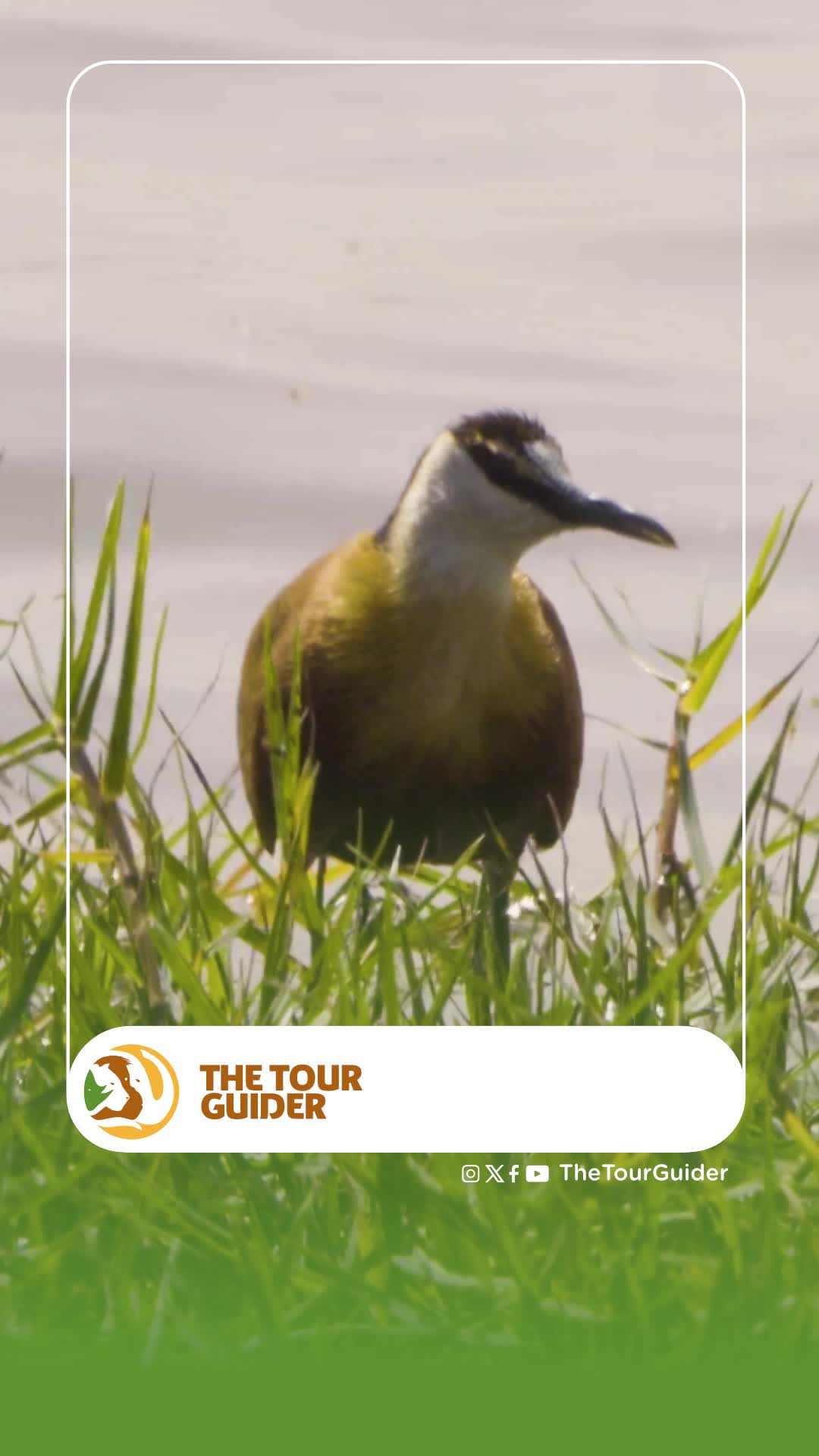 AFRICAN JACANA SINGLE FATHER BORA DUNIANI