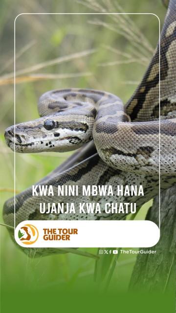 KWA NINI MBWA HANA UJANJA KWA CHATU