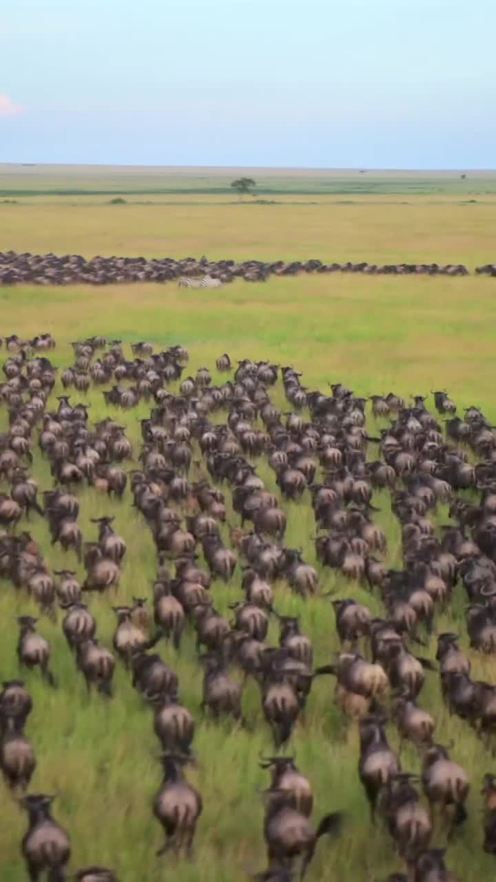 Serengeti mornings hit different 🦁🌅