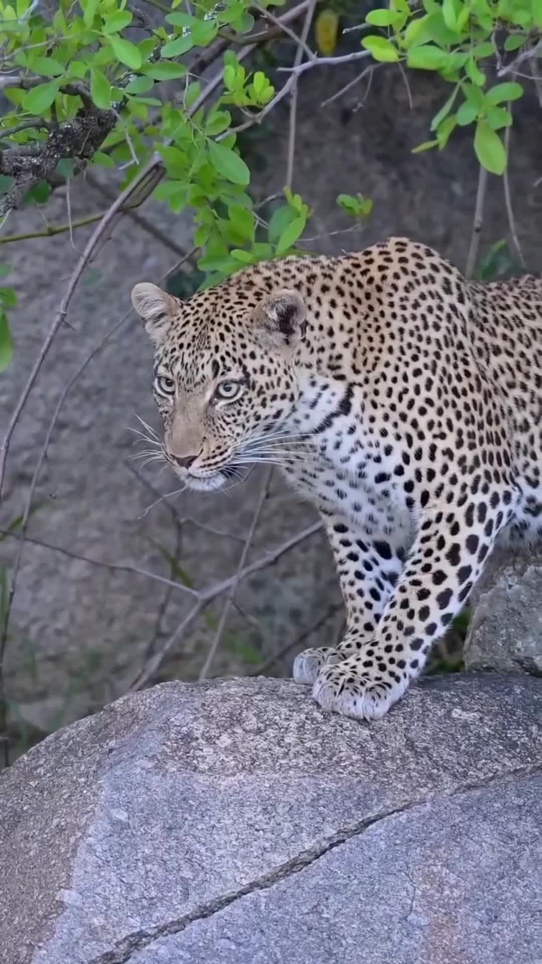 LEOPARD VS LION