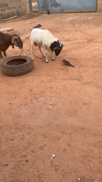 TitilolaOa wildlife $ Pets