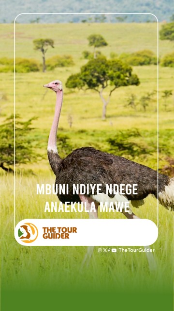 MBUNI NI NDEGE ANAEKULA MAWE