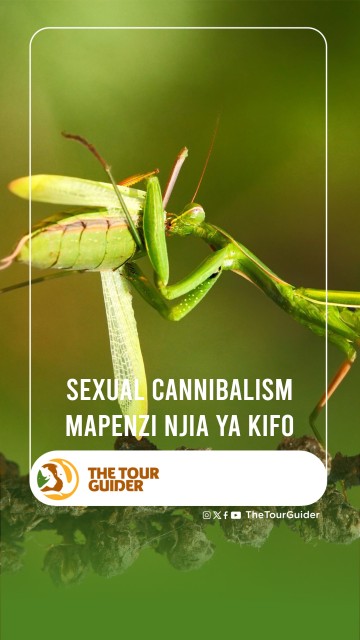 SEXUAL CANNIBALISM MAPENZI NJIA YA KIFO