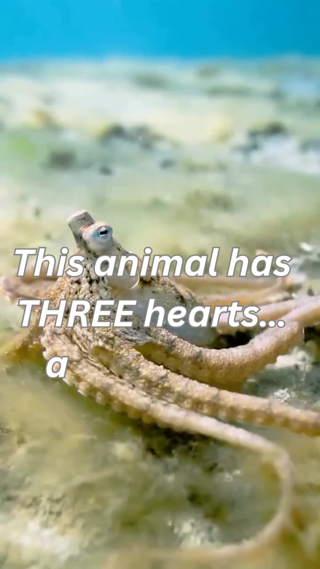Octopus with 3 hearts