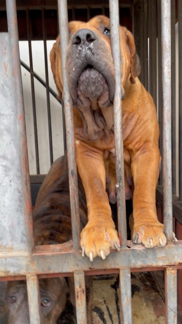 Mbwa wa shamba (Boerboel) from South African