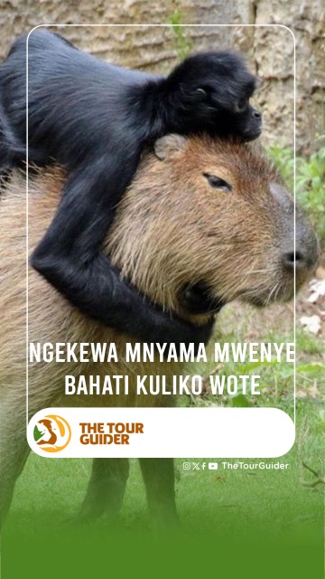 THE CAPYBARA IS THE LUCKIEST ANIMAL OF ALL