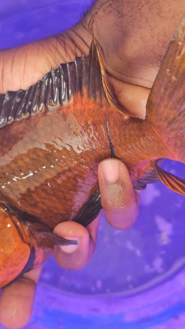 🫠 You need to see this