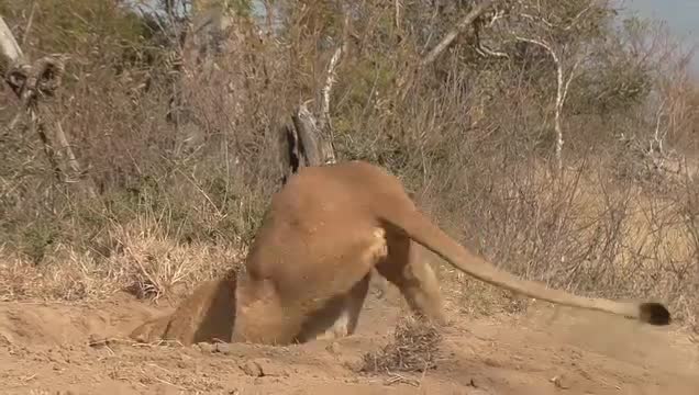 Lion Vs Warthog