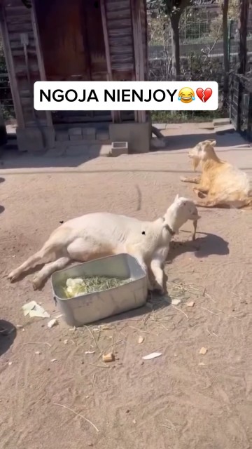 Kabla ya eid na pasaka🤣🤣🤣🤣🤣