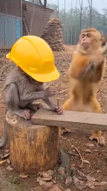 Two engineers in job