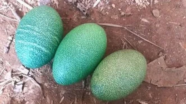 one day I will be champions