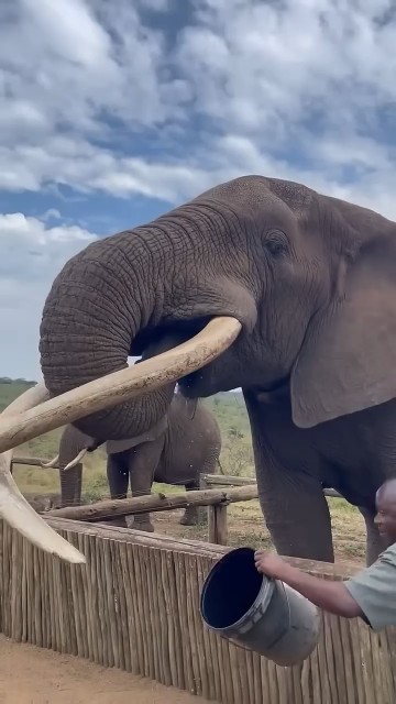 Elephant drinking water