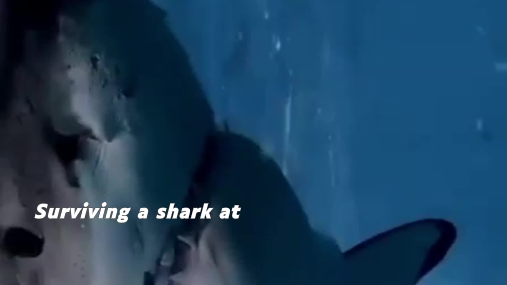 How Do you survive shark attack?