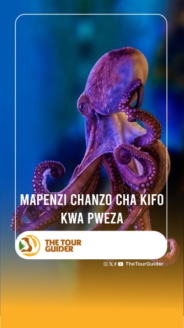 MAPENZI CHANZO CHA KIFO KWA PWEZA