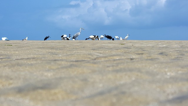 Birds above the Ocean