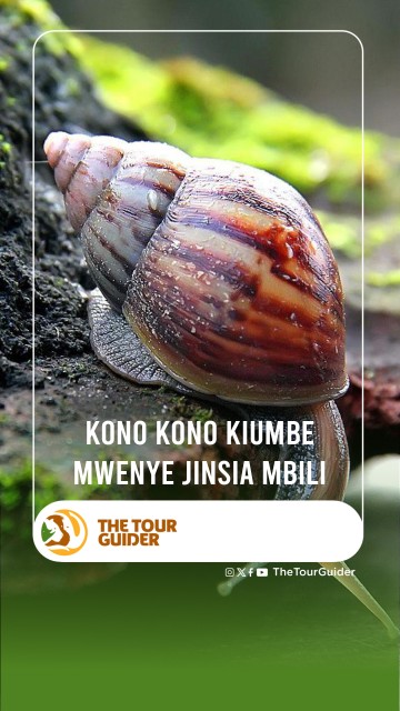 KONO KONO KIUMBE MWENYE JINSIA MBILI