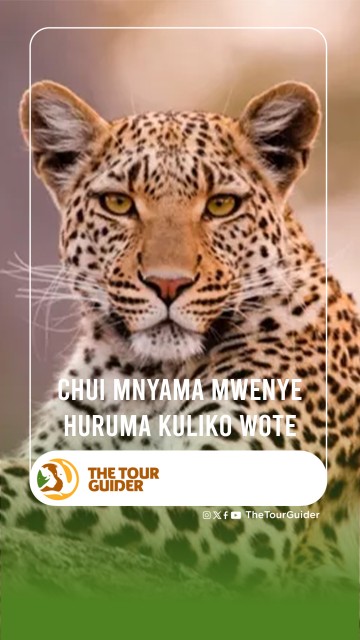 CHUI MNYAMA MWENYE HURUMA KULIKO WOTE