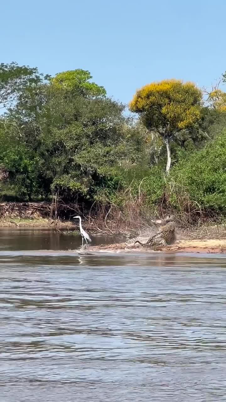 Powerful Jaguar on Mission