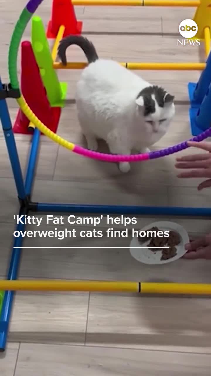 Reco Social Shop Cat Agility Course Life Vest Pet Bed