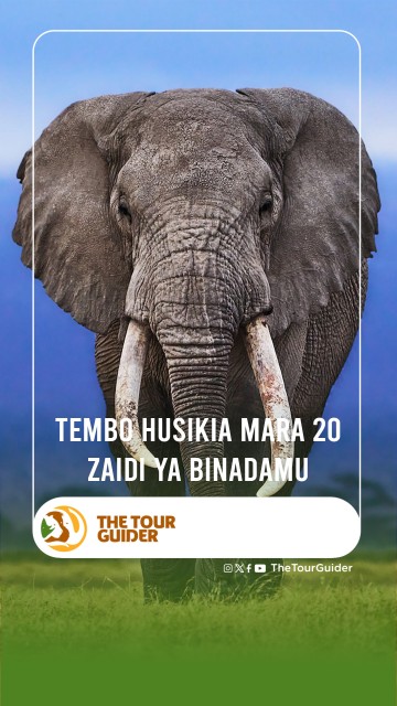 TEMBO HUSIKIA MARA 20 ZAIDI YA BINADAM