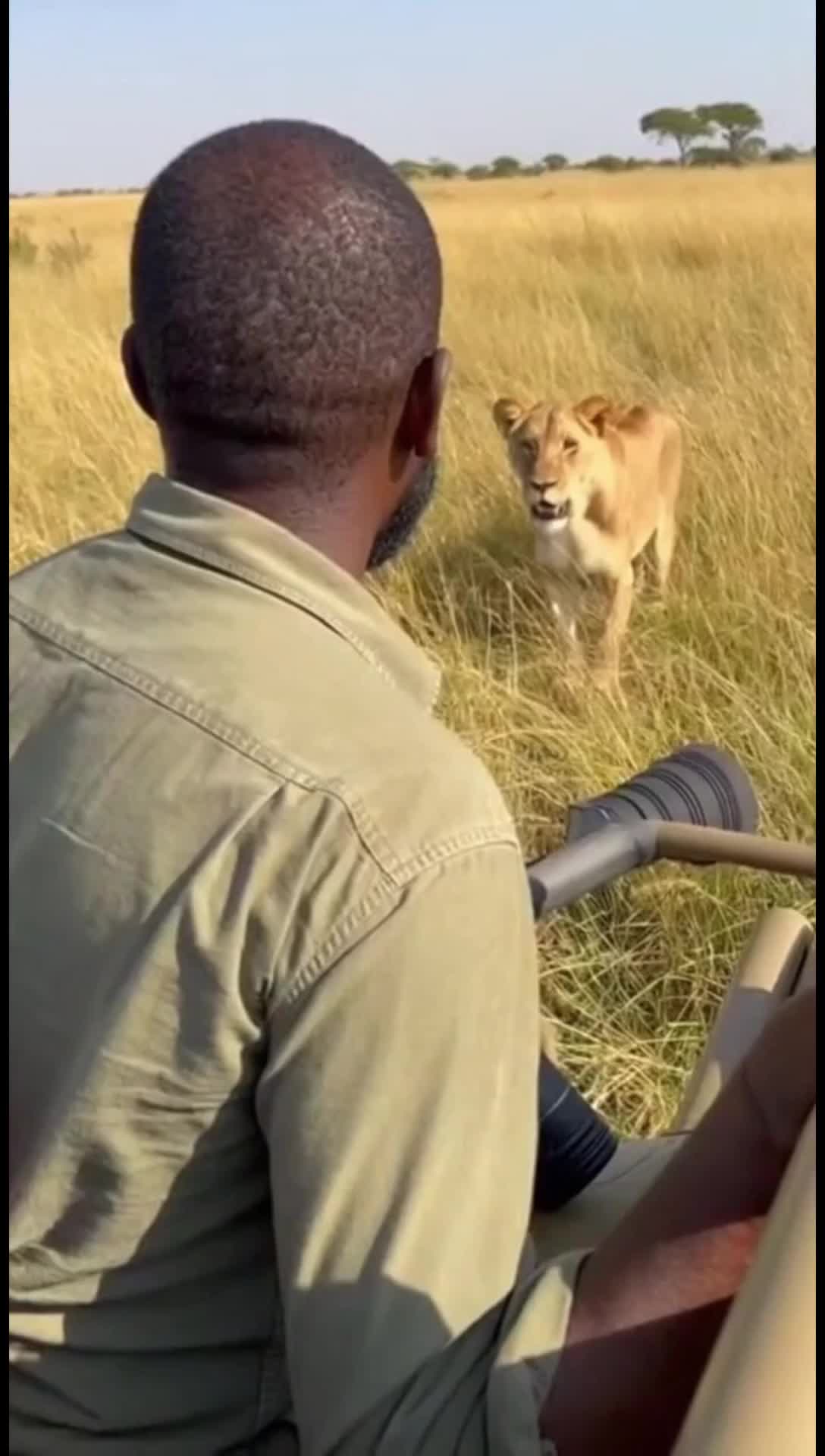 The man quietly looking at the lioness