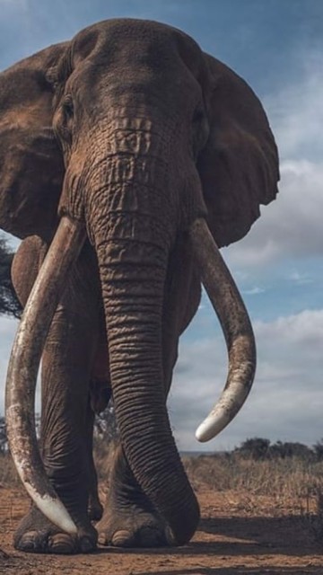 The giant African elephant