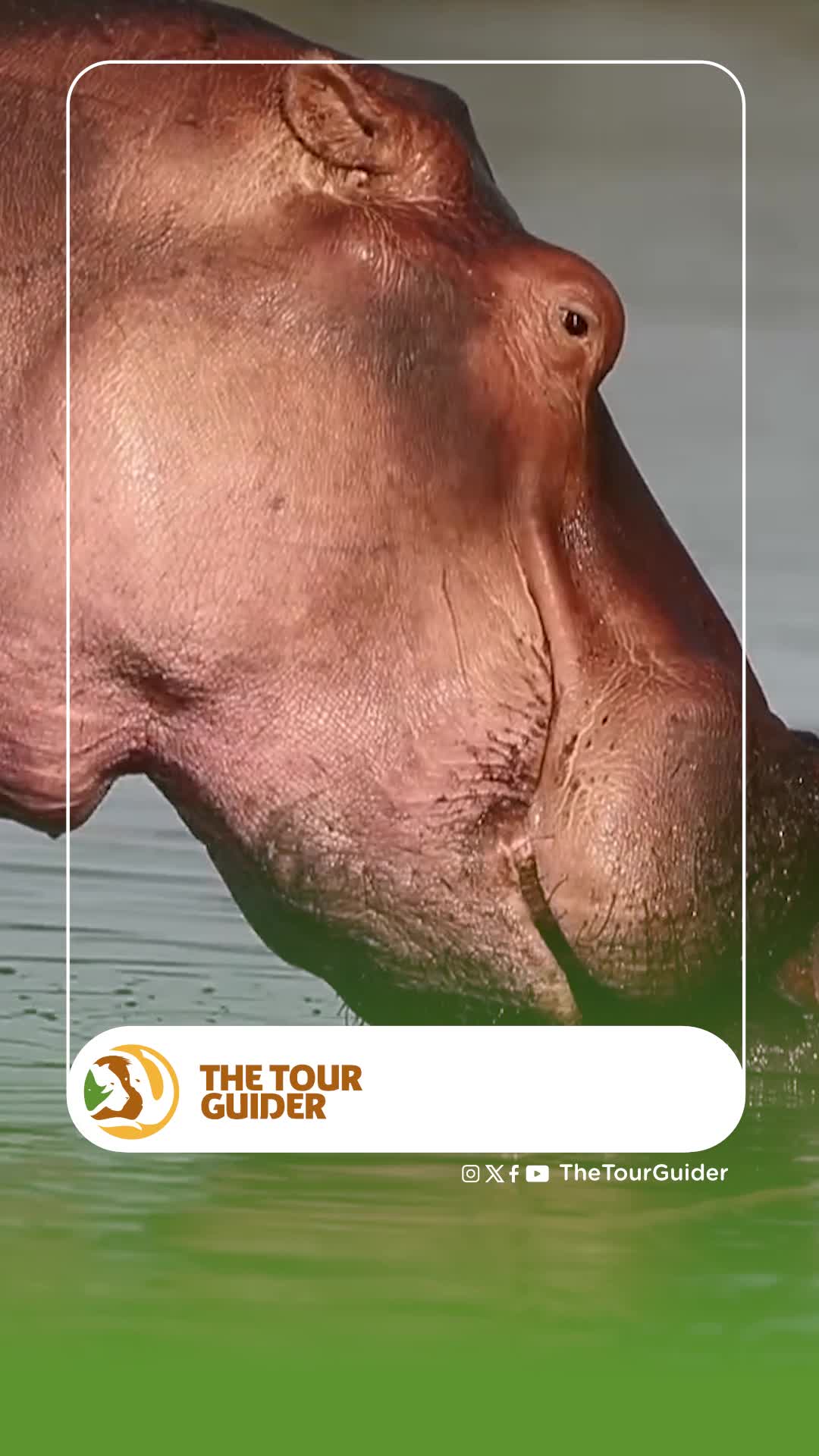 INFANTICIDE KITENDO CHA KUUA NA KULA WATOTO