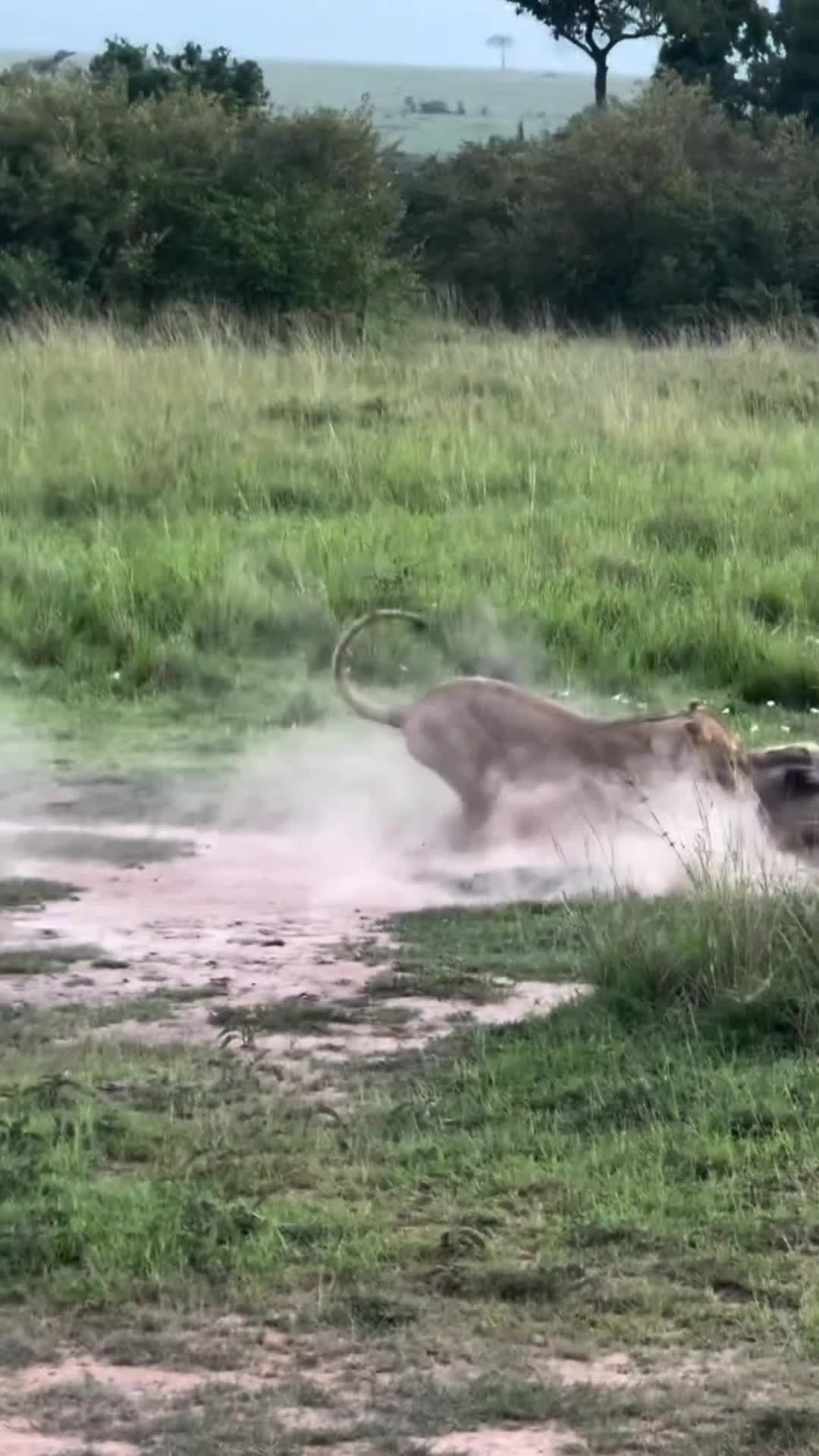 LION VS WARTHOG