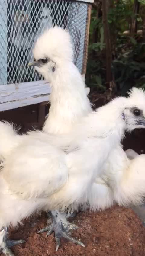 silkie pure