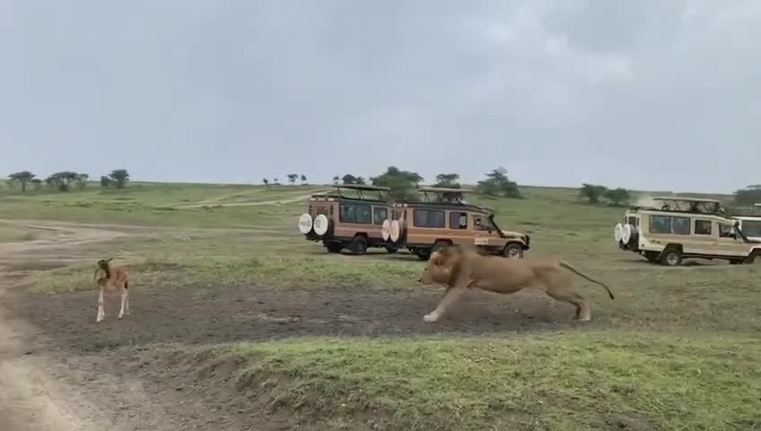 Witness real wildlife behavior in the Serengeti — unfiltered, untamed, unforgettable 🦁✨
