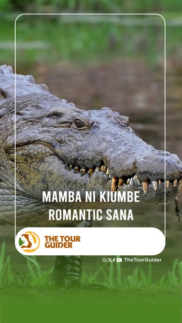 The crocodile is a very romantic creature.