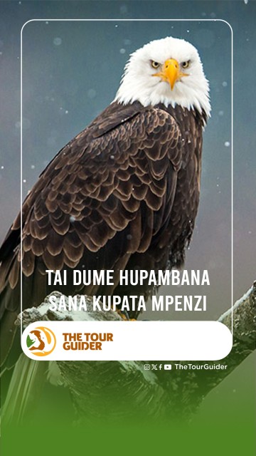 TAI DUME HUPAMBANA SANA KUPATA MPENZI