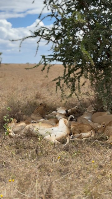 Pride of lions in the Serengeti, Tanzania