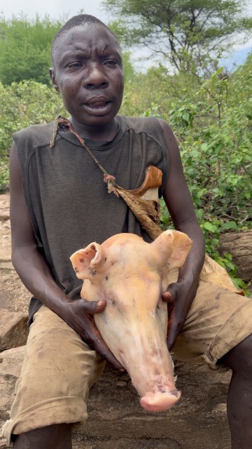 Jungle life with CHABA