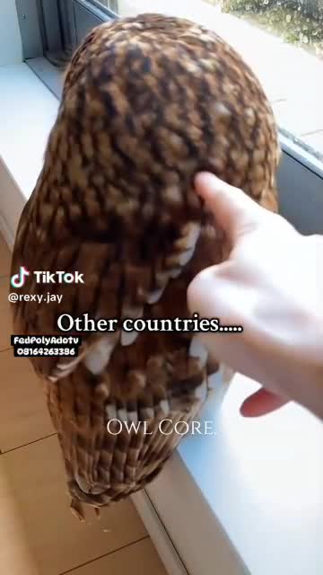 COUNTRIES REACTIONS WHEN SEE OWL