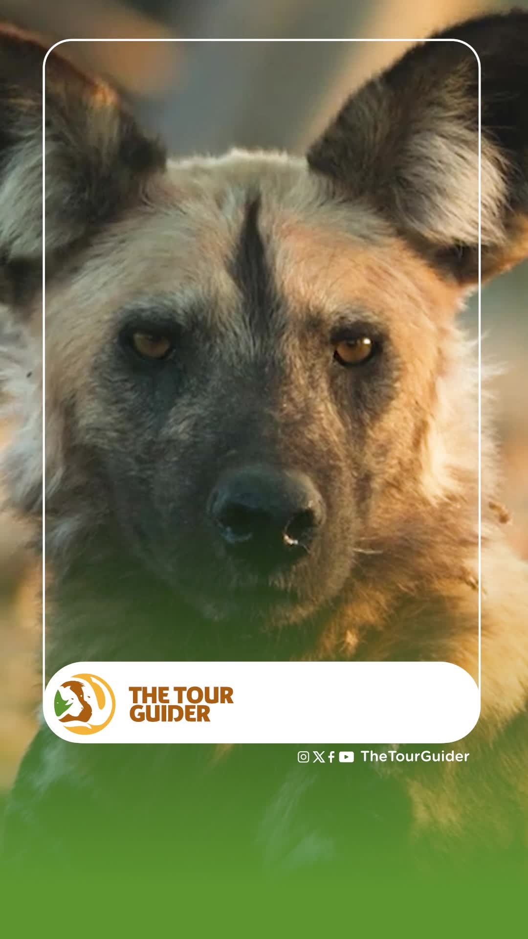 WILD DOG USE SNEEZING TO VOTE.