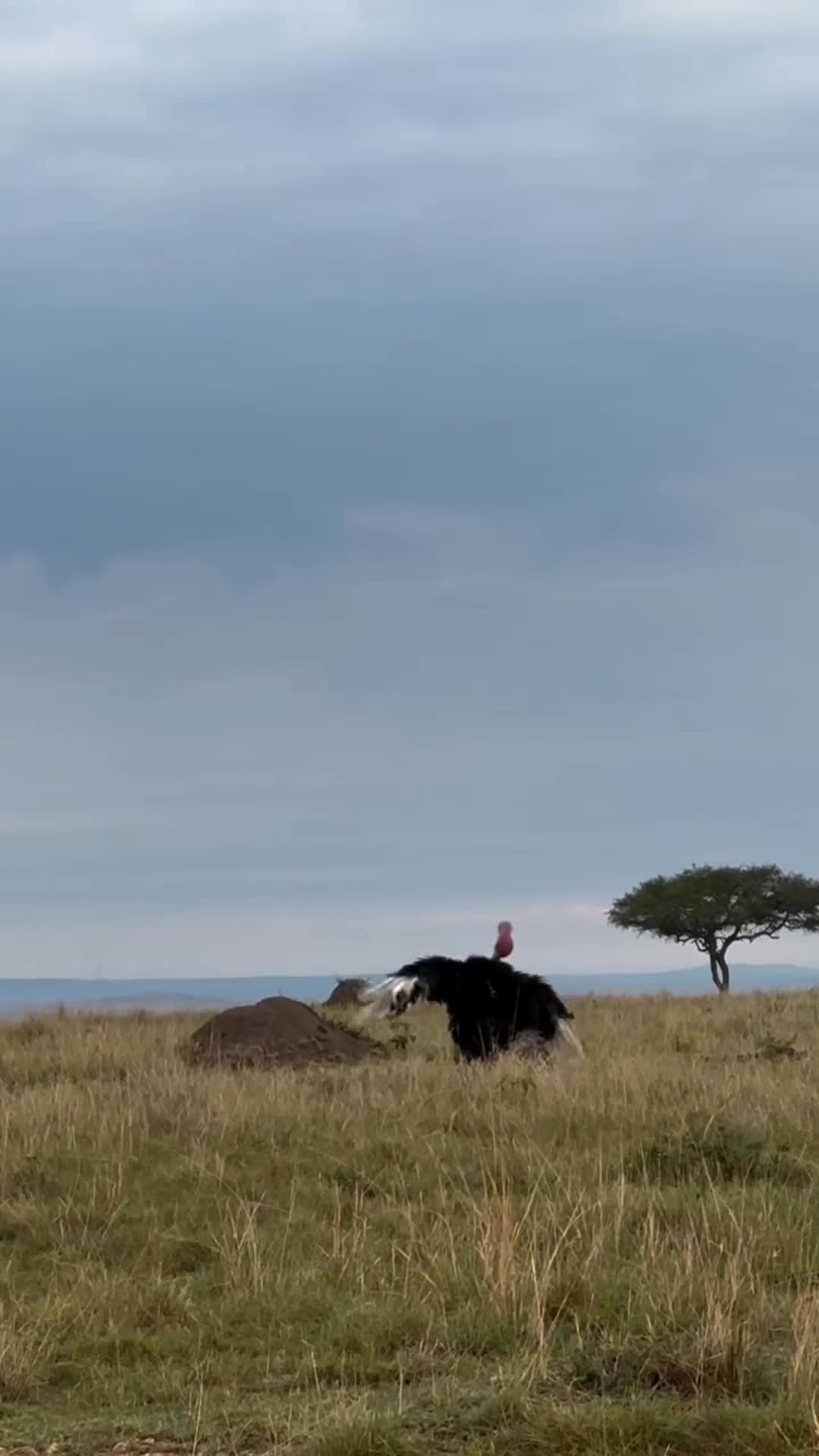 OSTRICHES MATING DANCE